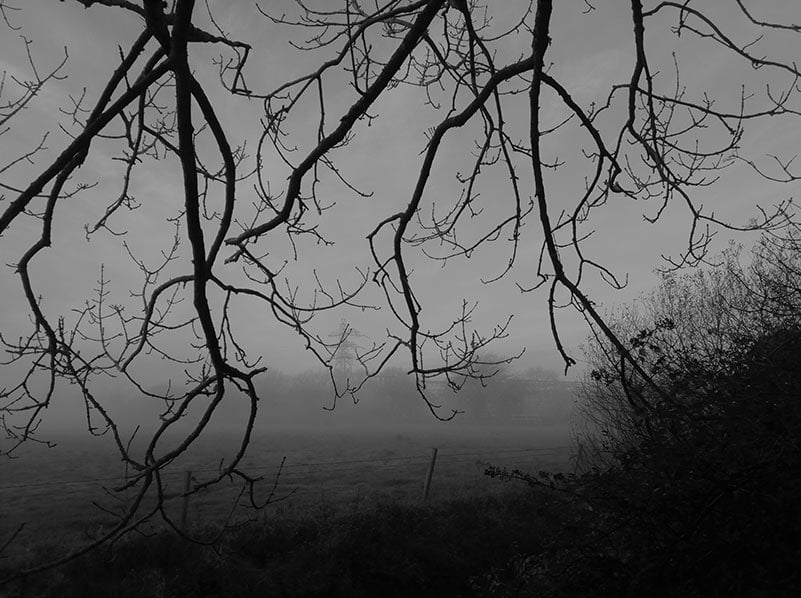 In Praise of Noise picture of early morning mist